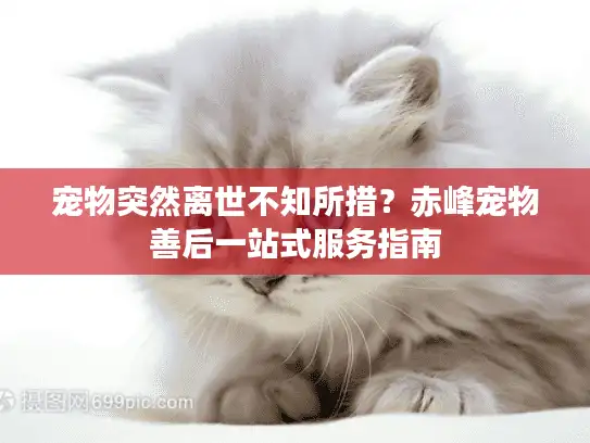 宠物突然离世不知所措？赤峰宠物善后一站式服务指南