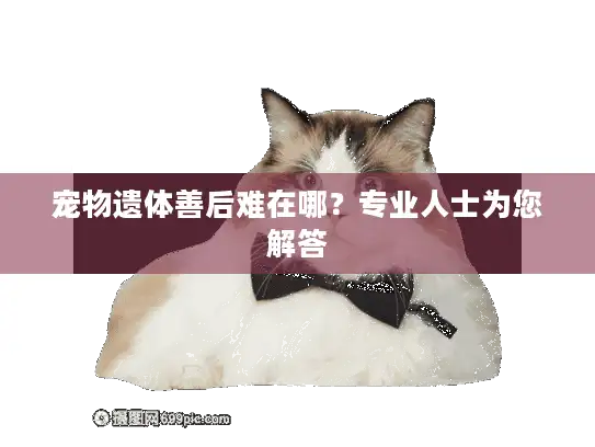宠物遗体善后难在哪？专业人士为您解答