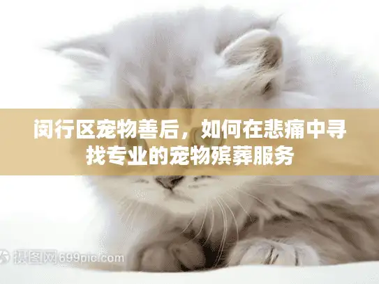 闵行区宠物善后，如何在悲痛中寻找专业的宠物殡葬服务