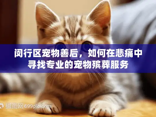闵行区宠物善后，如何在悲痛中寻找专业的宠物殡葬服务