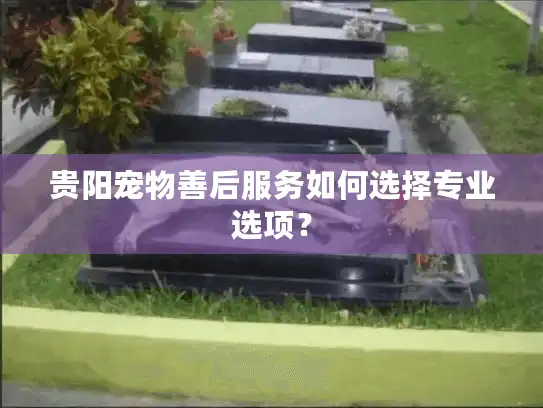 贵阳宠物善后服务如何选择专业选项？