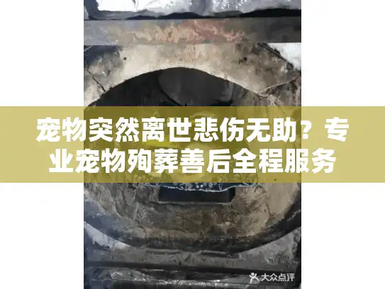 宠物突然离世悲伤无助？专业宠物殉葬善后全程服务助您安心告别