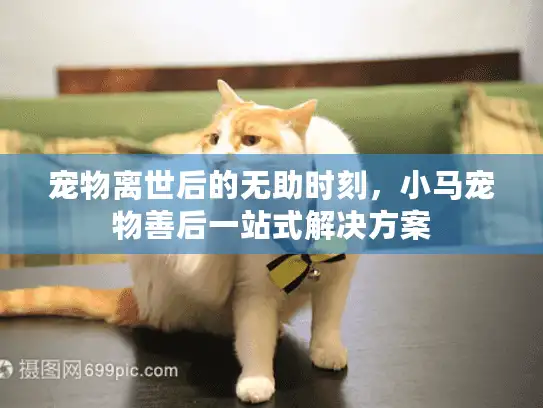 宠物离世后的无助时刻，小马宠物善后一站式解决方案