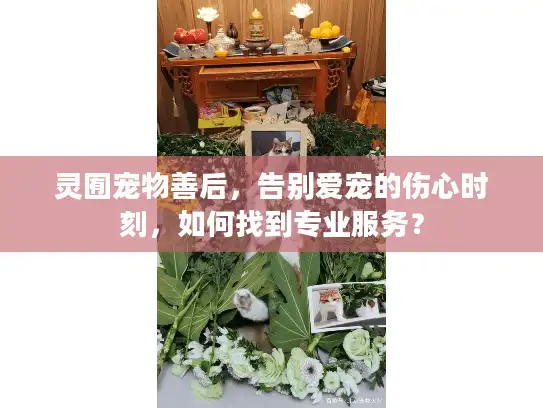 灵囿宠物善后，告别爱宠的伤心时刻，如何找到专业服务？