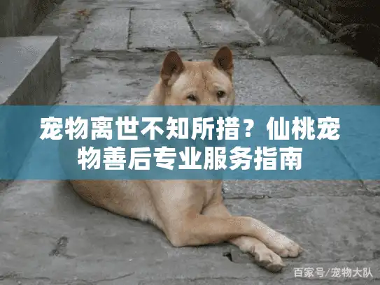 宠物离世不知所措？仙桃宠物善后专业服务指南