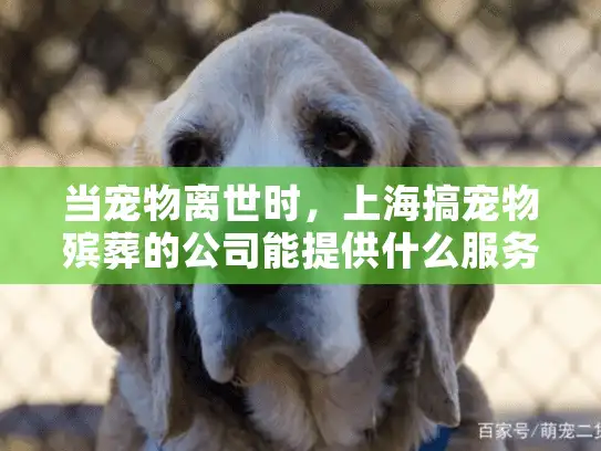 当宠物离世时，上海搞宠物殡葬的公司能提供什么服务？