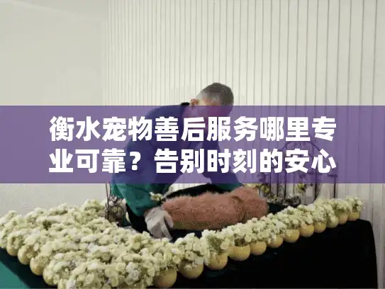 衡水宠物善后服务哪里专业可靠？告别时刻的安心之选