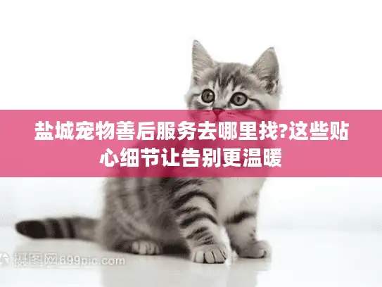 盐城宠物善后服务去哪里找?这些贴心细节让告别更温暖