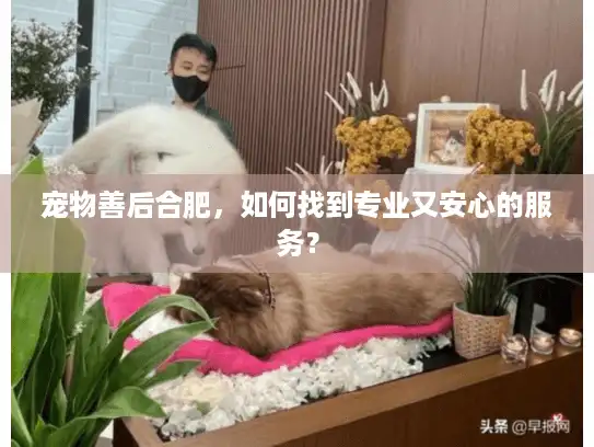 宠物善后合肥，如何找到专业又安心的服务？