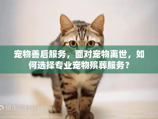 宠物善后服务，面对宠物离世，如何选择专业宠物殡葬服务？