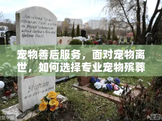 宠物善后服务，面对宠物离世，如何选择专业宠物殡葬服务？