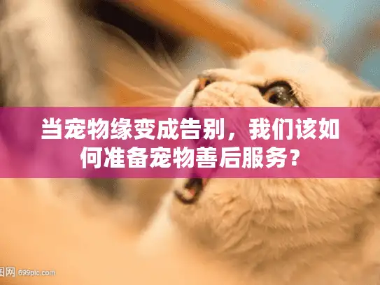 当宠物缘变成告别，我们该如何准备宠物善后服务？