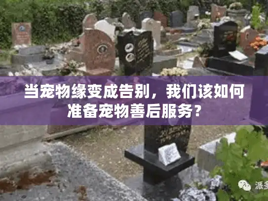 当宠物缘变成告别，我们该如何准备宠物善后服务？