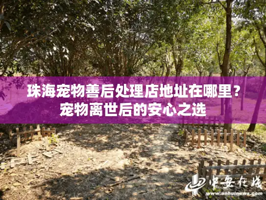 珠海宠物善后处理店地址在哪里？宠物离世后的安心之选