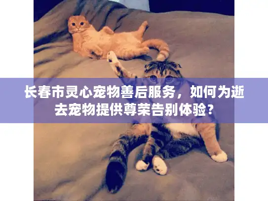 长春市灵心宠物善后服务，如何为逝去宠物提供尊荣告别体验？