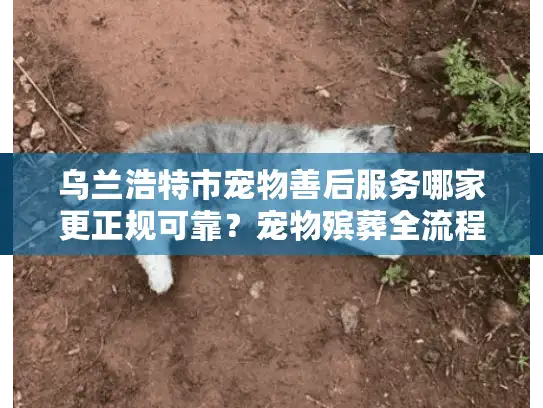 乌兰浩特市宠物善后服务哪家更正规可靠？宠物殡葬全流程详解