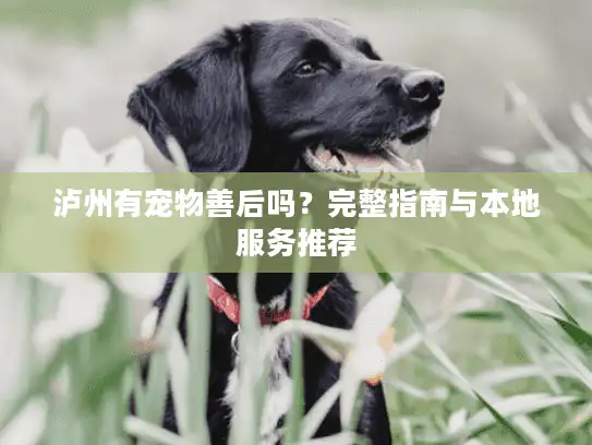 泸州有宠物善后吗？完整指南与本地服务推荐