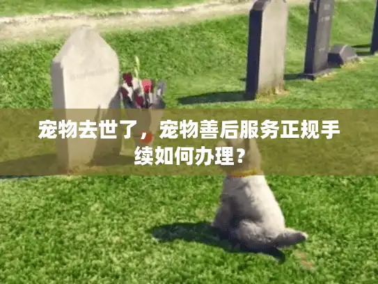 宠物去世了，宠物善后服务正规手续如何办理？