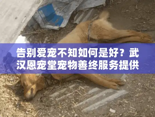 告别爱宠不知如何是好？武汉恩宠堂宠物善终服务提供专业解决方案