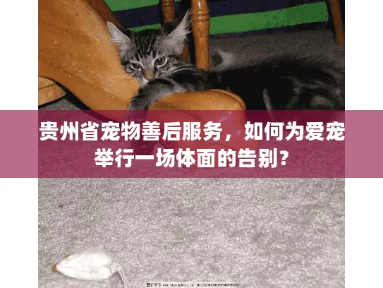 贵州省宠物善后服务，如何为爱宠举行一场体面的告别？