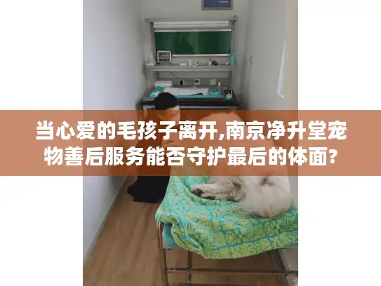 当心爱的毛孩子离开,南京净升堂宠物善后服务能否守护最后的体面?