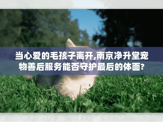 当心爱的毛孩子离开,南京净升堂宠物善后服务能否守护最后的体面?