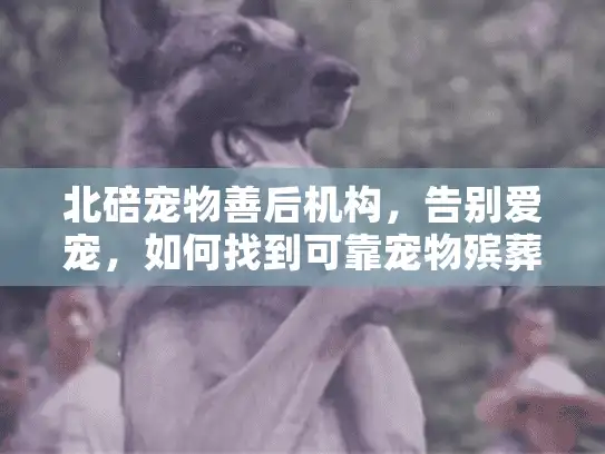 北碚宠物善后机构，告别爱宠，如何找到可靠宠物殡葬服务的完整指南