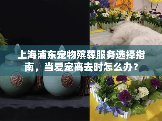 上海浦东宠物殡葬服务选择指南，当爱宠离去时怎么办？