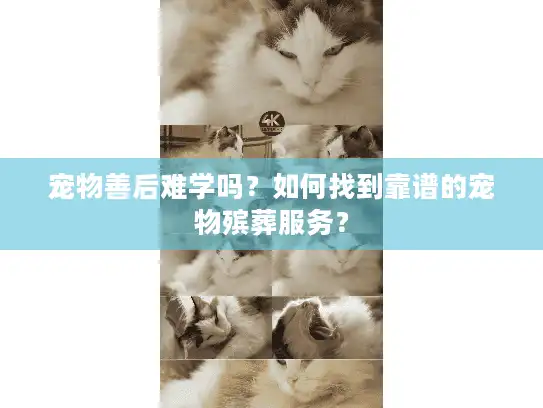 宠物善后难学吗？如何找到靠谱的宠物殡葬服务？
