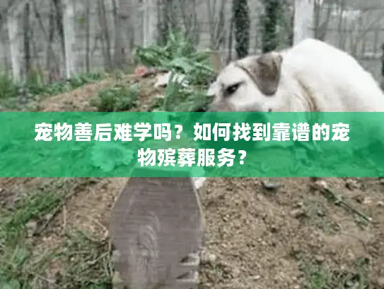 宠物善后难学吗？如何找到靠谱的宠物殡葬服务？
