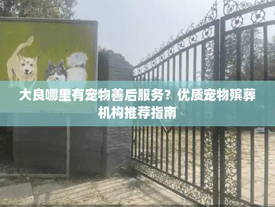 大良哪里有宠物善后服务？优质宠物殡葬机构推荐指南