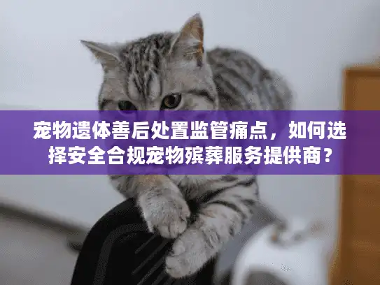 宠物遗体善后处置监管痛点，如何选择安全合规宠物殡葬服务提供商？