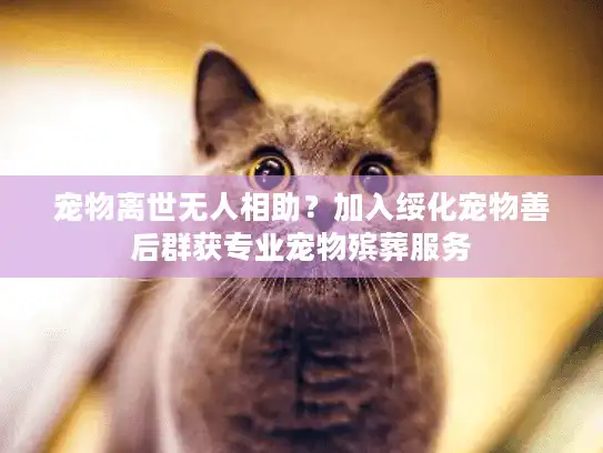 宠物离世无人相助？加入绥化宠物善后群获专业宠物殡葬服务
