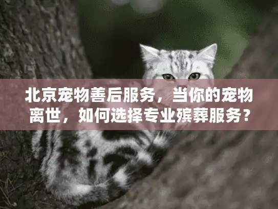 北京宠物善后服务，当你的宠物离世，如何选择专业殡葬服务？