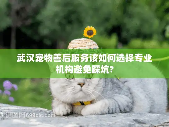 武汉宠物善后服务该如何选择专业机构避免踩坑?