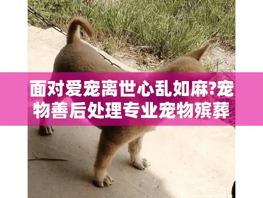 面对爱宠离世心乱如麻?宠物善后处理专业宠物殡葬服务抚平伤痛