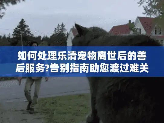 如何处理乐清宠物离世后的善后服务?告别指南助您渡过难关