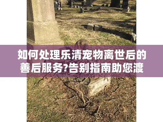 如何处理乐清宠物离世后的善后服务?告别指南助您渡过难关