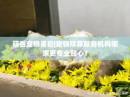 萌岳宠物善后|宠物殡葬服务机构哪家更专业贴心？