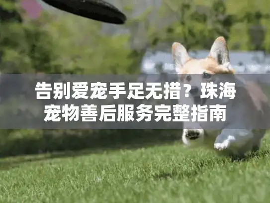 告别爱宠手足无措？珠海宠物善后服务完整指南