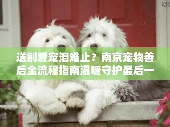 送别爱宠泪难止？南京宠物善后全流程指南温暖守护最后一程