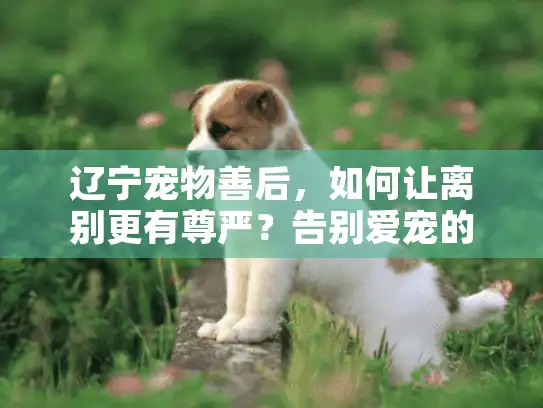 辽宁宠物善后，如何让离别更有尊严？告别爱宠的安心指南