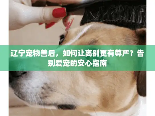 辽宁宠物善后，如何让离别更有尊严？告别爱宠的安心指南