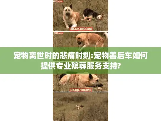 宠物离世时的悲痛时刻:宠物善后车如何提供专业殡葬服务支持?