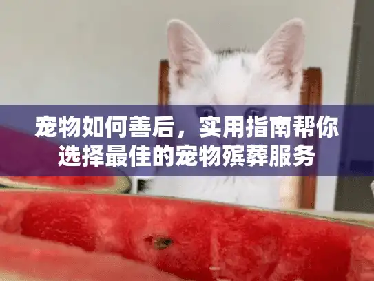 宠物如何善后，实用指南帮你选择最佳的宠物殡葬服务