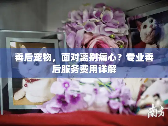 善后宠物，面对离别痛心？专业善后服务费用详解