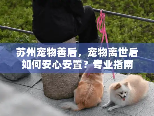苏州宠物善后，宠物离世后如何安心安置？专业指南