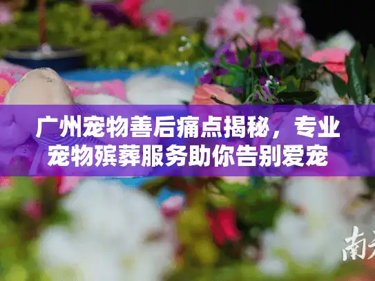 广州宠物善后痛点揭秘，专业宠物殡葬服务助你告别爱宠