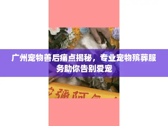 广州宠物善后痛点揭秘，专业宠物殡葬服务助你告别爱宠