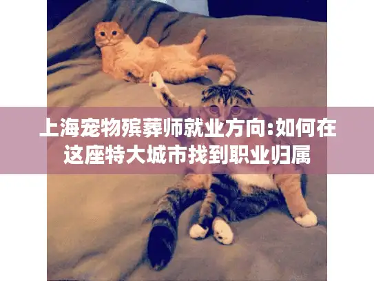 上海宠物殡葬师就业方向:如何在这座特大城市找到职业归属